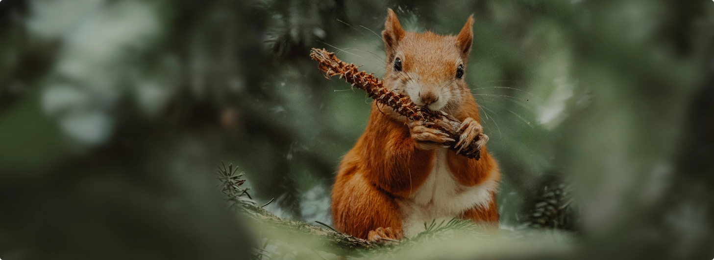 Orava