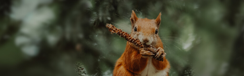 Orava